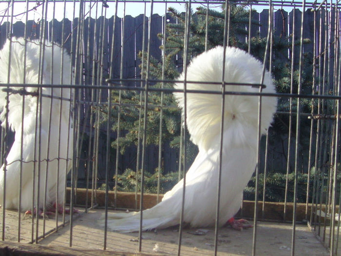 Picture 166 - porumbei gulerati