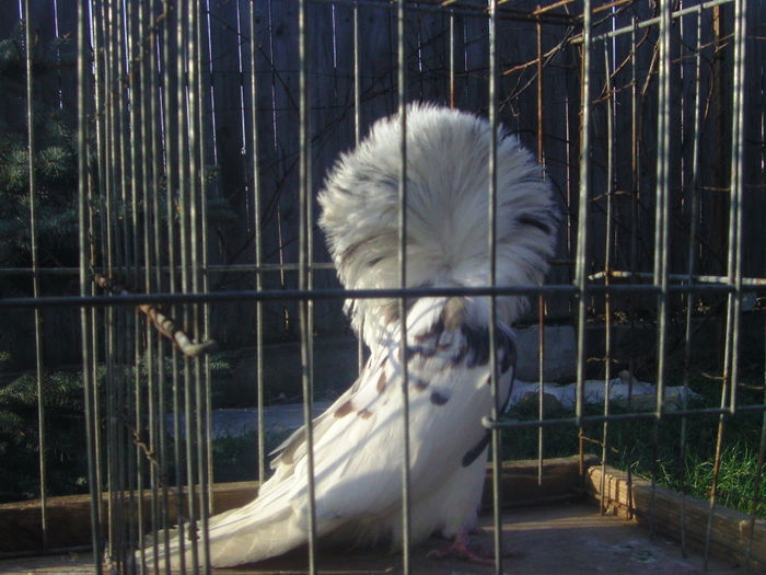 Picture 175 - porumbei gulerati