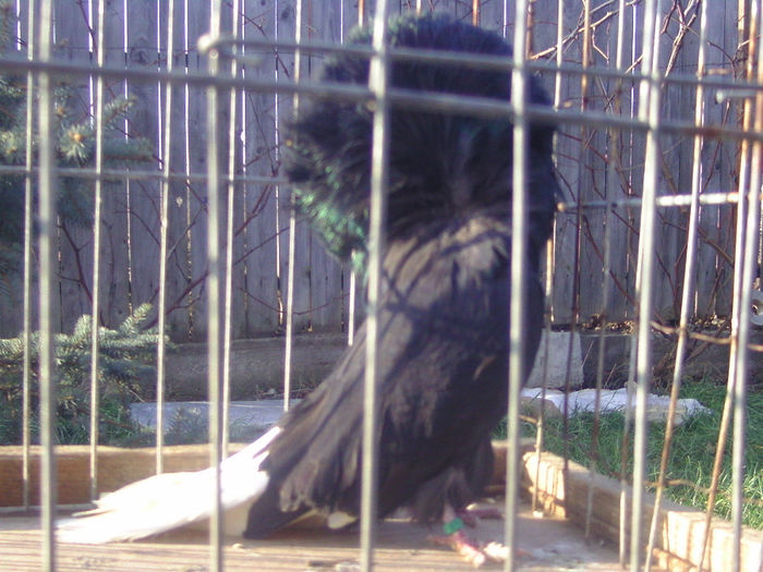 Picture 182 - porumbei gulerati