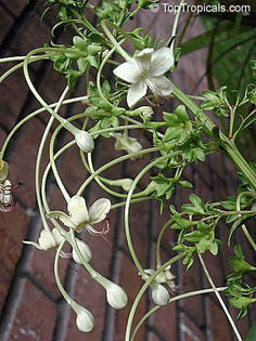 9126clerodendrum sahelangii