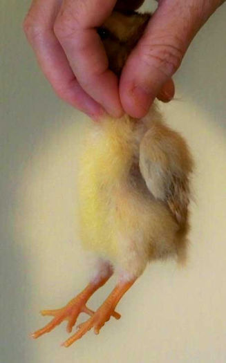 baby-chick-hen