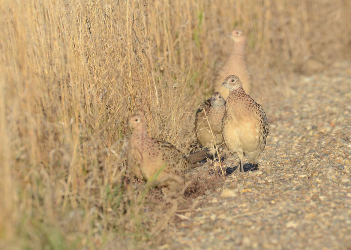 roadside-pheasants