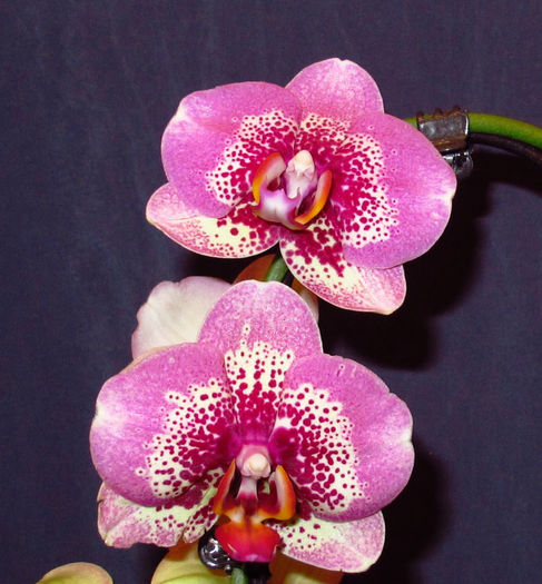 Phalaenopsis Elegant Dream Diamond - Phalaenopsis