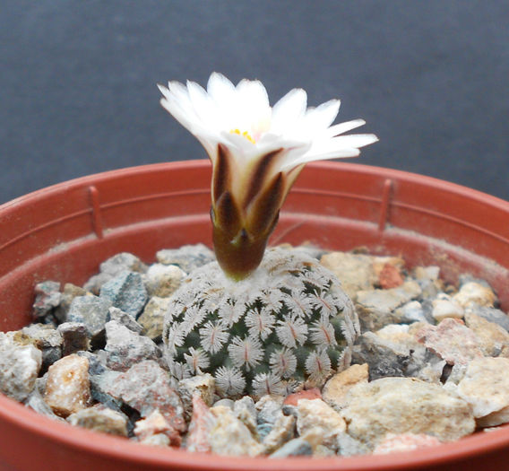 turbinicarpus