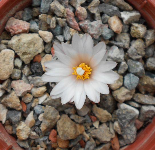 turbinicarpus