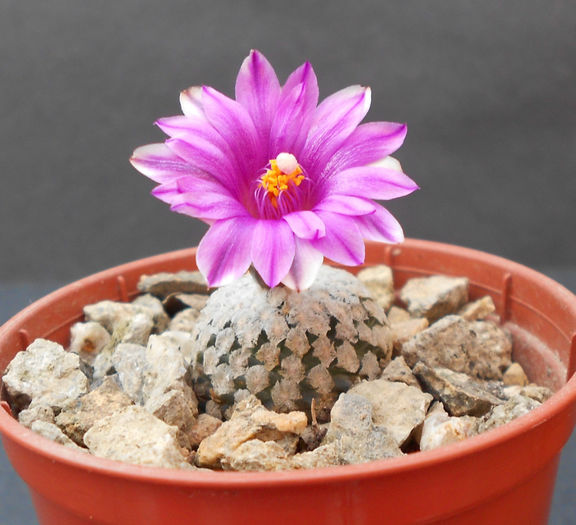 turbinicarpus valdezianus