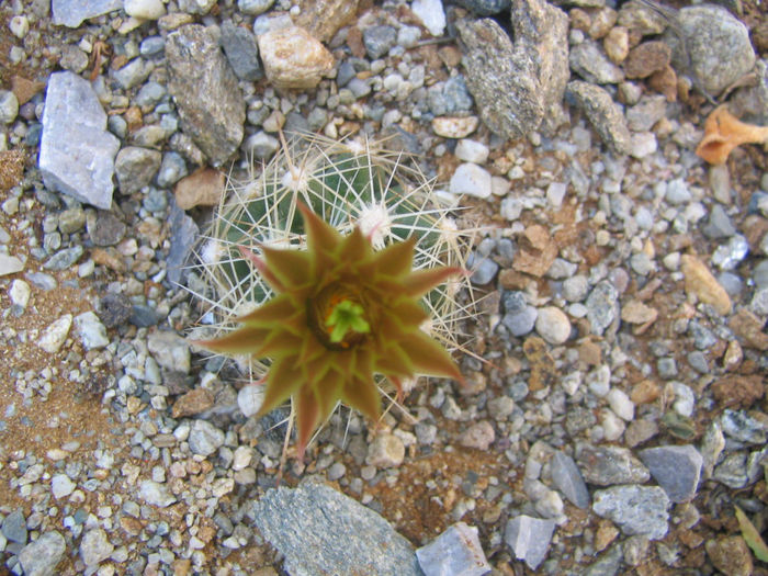 Escobaria missouriensis      (Sweet) D.R.Hunt 1978