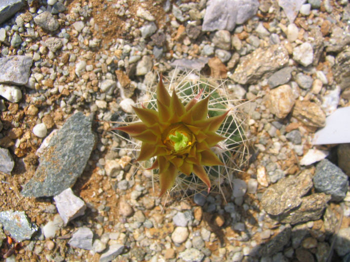 Escobaria missouriensis    (Sweet) D.R.Hunt 1978