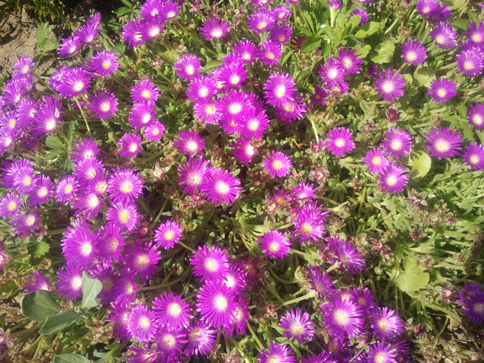 Floare de cristal_Delosperma; Delosperma. Ii place arsita amiezei. Are o stralucire si o culoare extraordinare care din pacate nu au fost prinse cu telefonul

