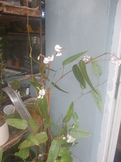 hardenbergia violaceea alba