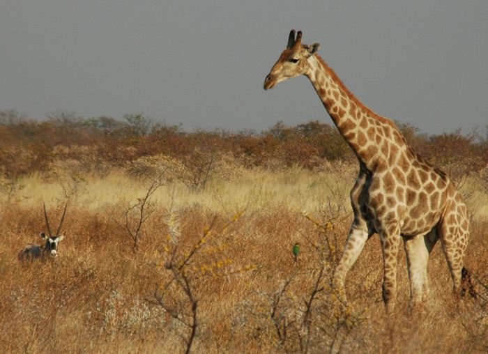 Namibie_Etosha_Girafe_02 - Girafe