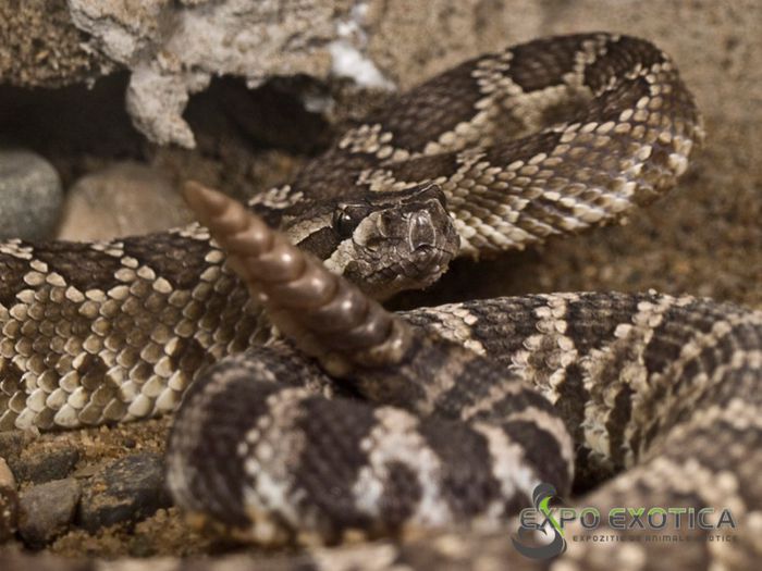 crotalus-oreganus-3-copy