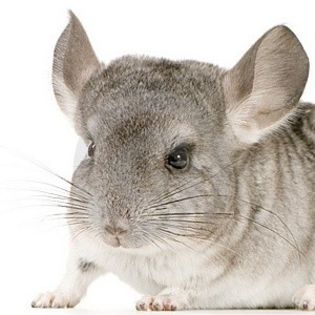 chinchilla1