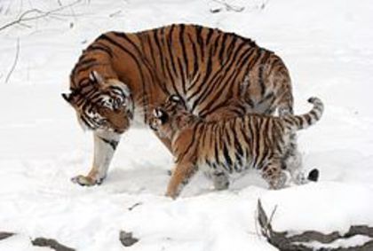 250px-Panthera_tigris_altaica_13_-_Buffalo_Zoo - Tigri