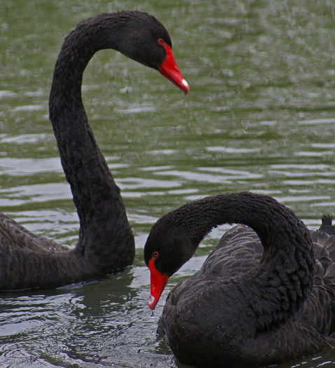 black-swans - 9 vanzari lebede