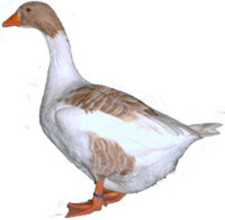 Buff-Back-Goose-Cut-Out