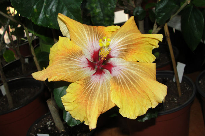 Tahitian Brown Star - Hibiscus Gommer 2