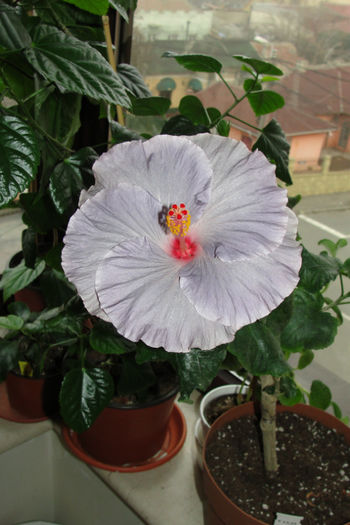  - Hibiscus Gommer 2