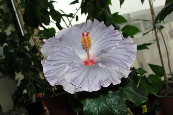  - Hibiscus Gommer 2