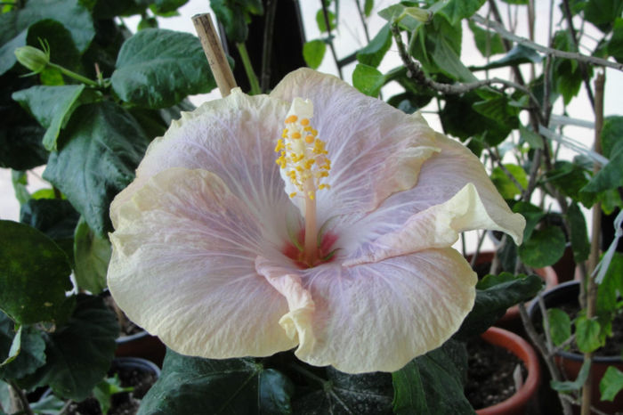 Silver Memories - Hibiscus Gommer 2