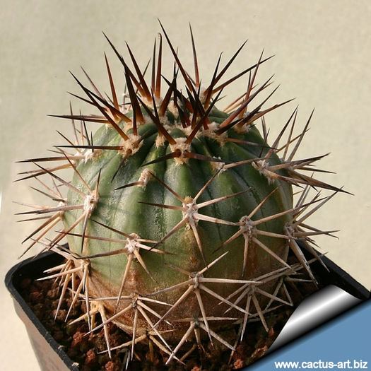 Acanthocalycium_griseum_810