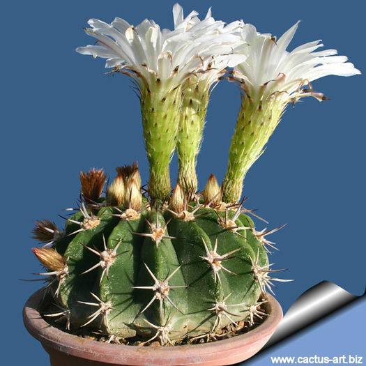 Acanthocalycium_peitscherianum_03_810