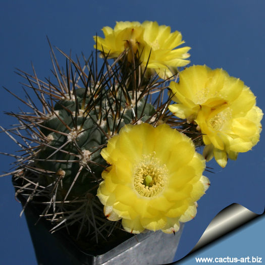 Acanthocalycium_thionanthum_blooms_810