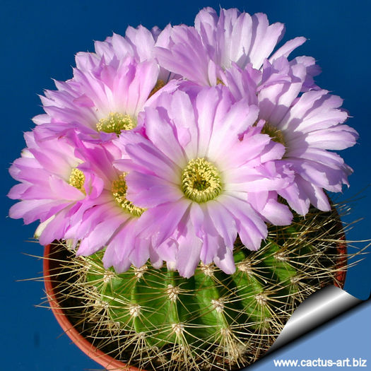 Acanthocalycium_violaceum_04_810