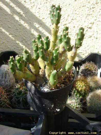 cumulopuntia__boliviana_dactylifera_