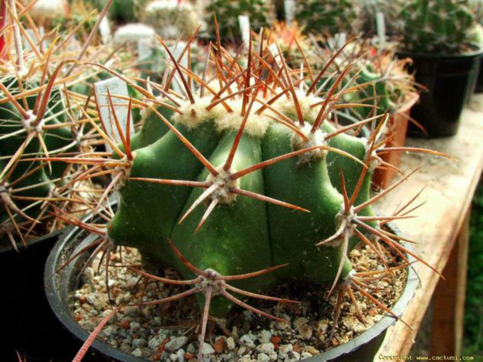 echinocactus_ platyacanthus sb 26