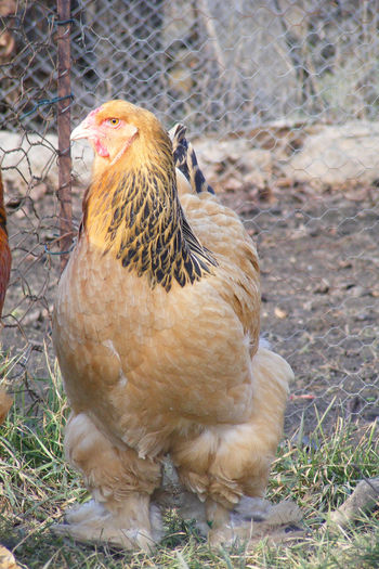 BRAHMA COLUMBIA