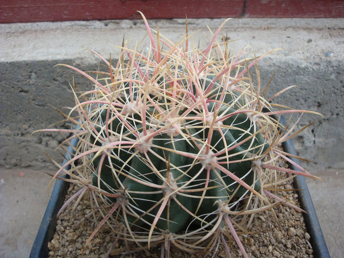 Ferocactus acanthodes (Lem.) Britton & Rose 1922; origine: SUA (Coconino County, Arizona)
