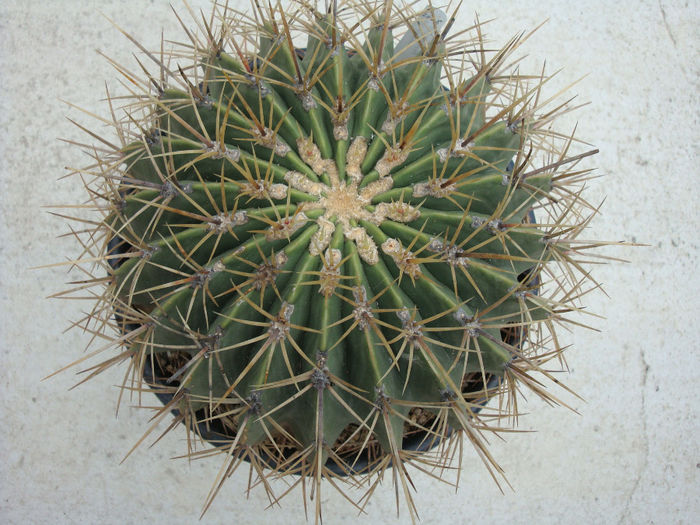 Ferocactus glaucescens  (DC.) Britton & Rose 1922; origine: Mexic Centru si Est,  Hidalgo (Meztitlan, Toliman şi Jacala) -6°C
