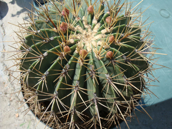 Ferocactus glaucescens  (DC.) Britton & Rose 1922; origine: Mexic Centru si Est,  Hidalgo (Meztitlan, Toliman şi Jacala) -6°C

