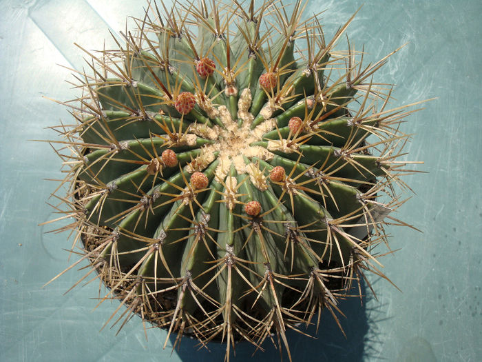 Ferocactus glaucescens  (DC.) Britton & Rose 1922; origine: Mexic Centru si Est,  Hidalgo (Meztitlan, Toliman şi Jacala) -6°C
