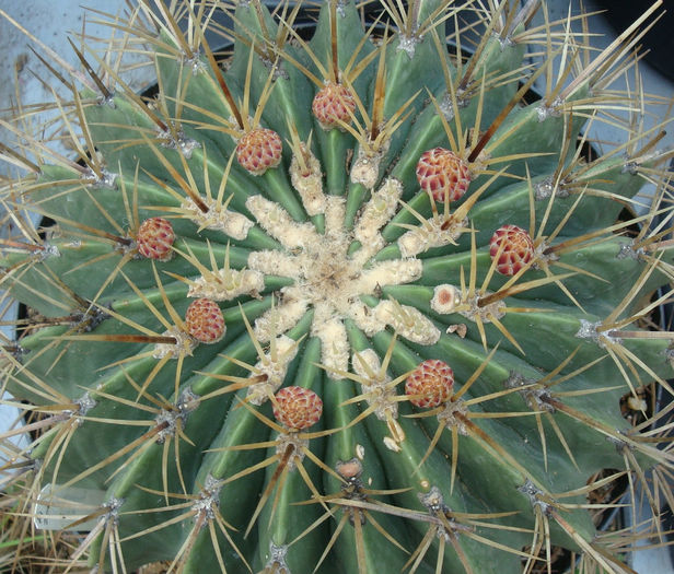 Ferocactus glaucescens  (DC.) Britton & Rose 1922; origine: Mexic Centru si Est,  Hidalgo (Meztitlan, Toliman şi Jacala) -6°C
