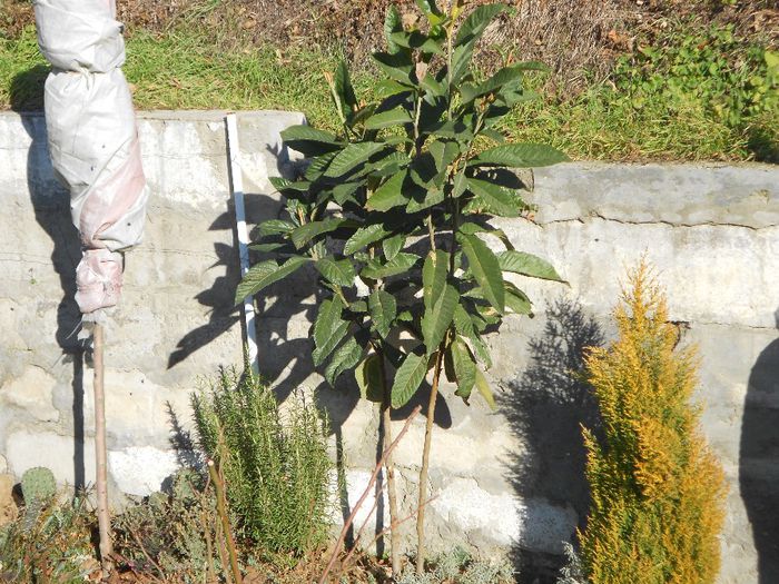 ERIOBOTRYA JAPONICA SAU MOSMONUL JAPONEZ - GRADINA MEA  SI DE VANZARE