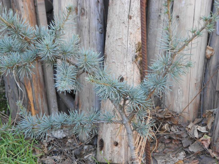 CEDRUS ATLANTICA DETALIU