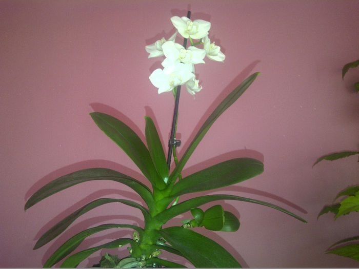 prima inflorita 2014 - Orhidee 2014