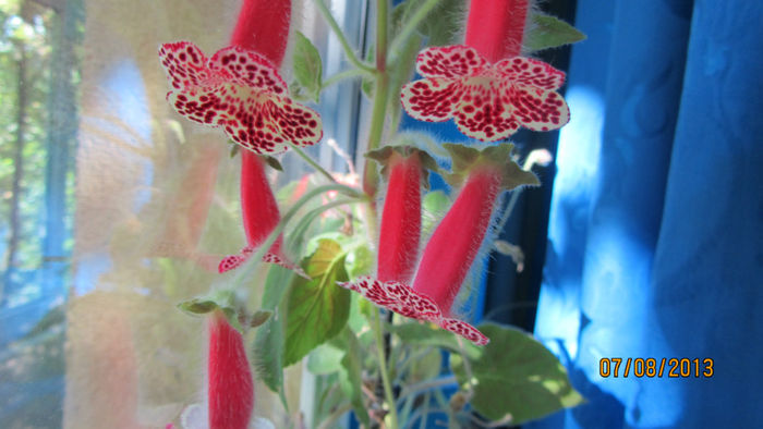 Kohleria 3