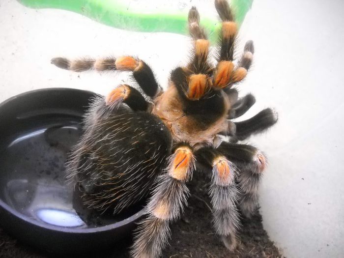 BRAHICHYPELMA SMITHI - TARANTULA