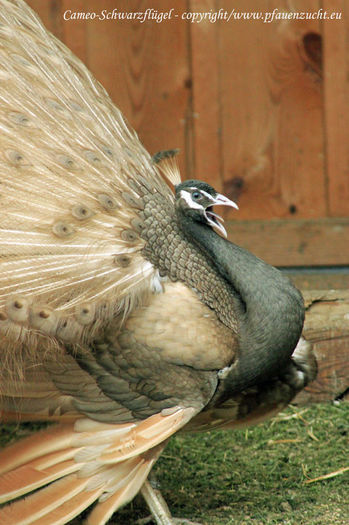 Peafowl_cameo_150613; http://www.pfauenzucht.eu/Farben.html
