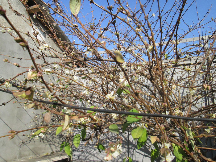 lonicera fragrantissima - ianuarie 2014