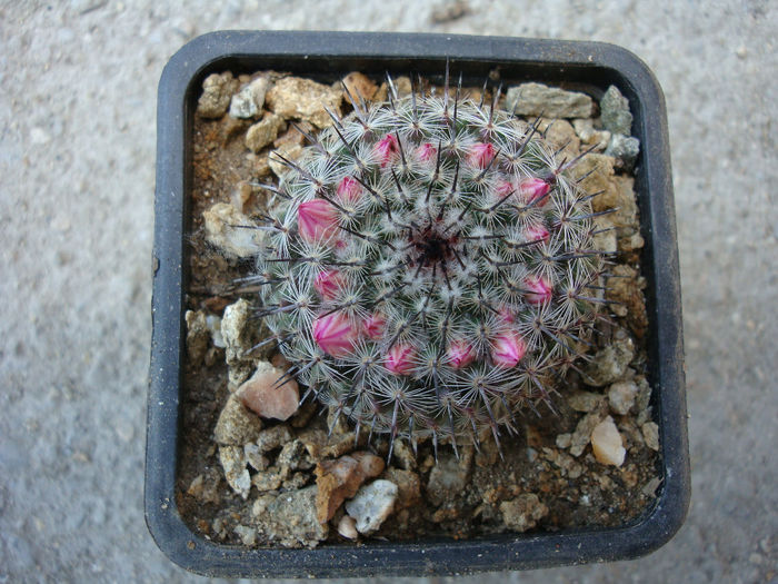 Mammillaria acanthophlegma     Lehm. 1832