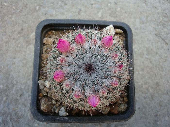 Mammillaria acanthophlegma    Lehm. 1832