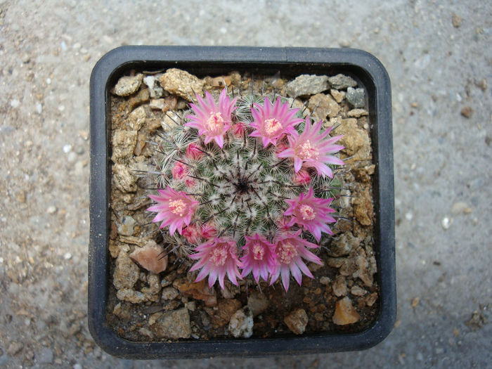 Mammillaria acanthophlegma Lehm. 1832