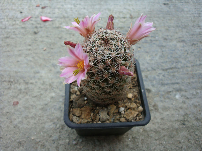 Mammillaria alamensis    R.T.Craig 1945