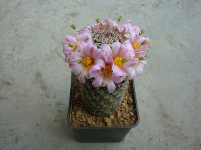 Mammillaria alamensis   R.T.Craig 1945