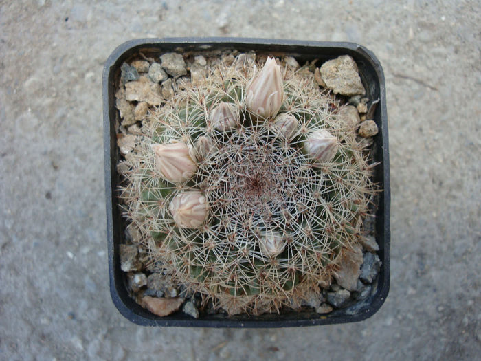 Mammillaria applanata    Salm-Dyck 1850