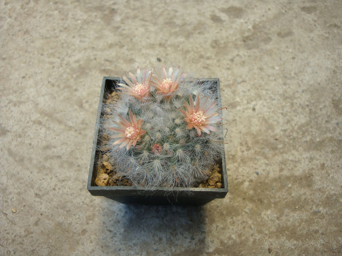 Mammillaria longicoma (Britton & Rose) A.Berger 1929.